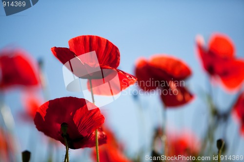 Image of Corn Poppy Flowers Papaver rhoeas