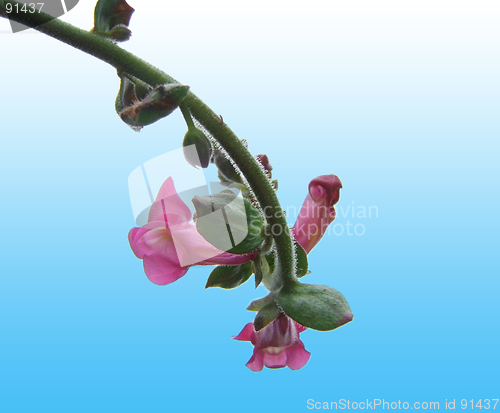 Image of pink flower