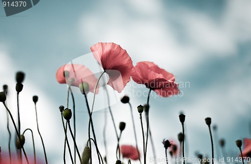 Image of Corn Poppy Flowers Papaver rhoeas