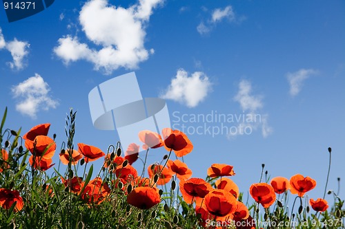 Image of Corn Poppy Flowers Papaver rhoeas