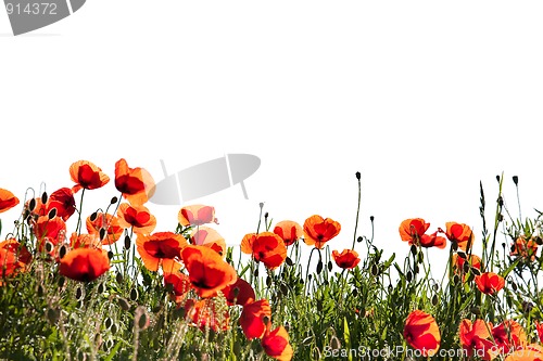 Image of Corn Poppy Flowers Papaver rhoeas