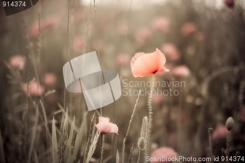 Image of Corn Poppy Flowers Papaver rhoeas