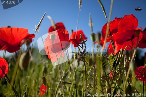 Image of Corn Poppy Flowers Papaver rhoeas