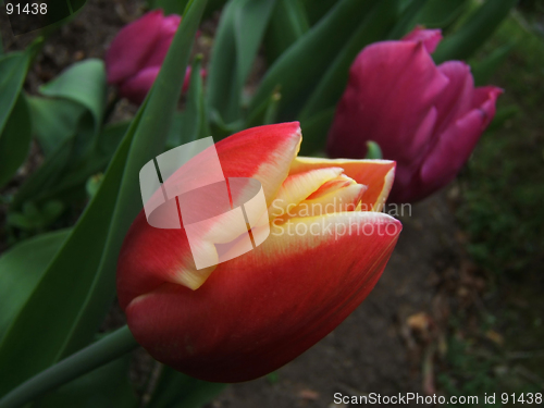 Image of red tulip flower