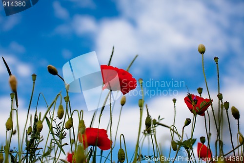 Image of Corn Poppy Flowers Papaver rhoeas