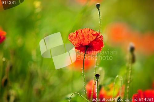 Image of Corn Poppy Flowers Papaver rhoeas