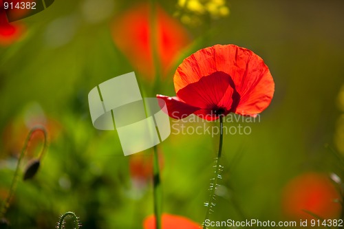 Image of Corn Poppy Flowers Papaver rhoeas