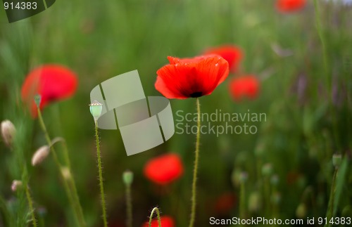 Image of Corn Poppy Flowers Papaver rhoeas