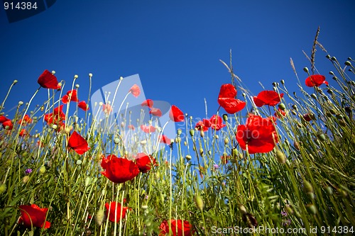 Image of Corn Poppy Flowers Papaver rhoeas