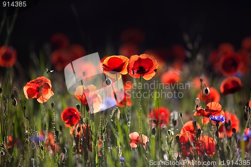 Image of Corn Poppy Flowers Papaver rhoeas