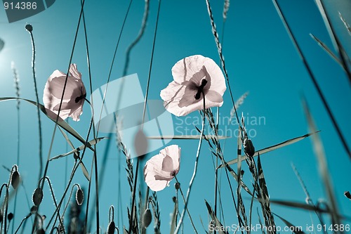 Image of Corn Poppy Flowers Papaver rhoeas