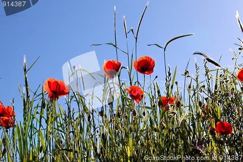 Image of Corn Poppy Flowers Papaver rhoeas