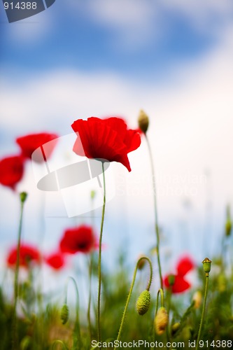 Image of Corn Poppy Flowers Papaver rhoeas