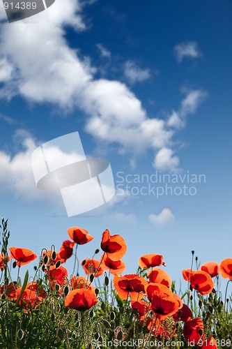 Image of Corn Poppy Flowers Papaver rhoeas