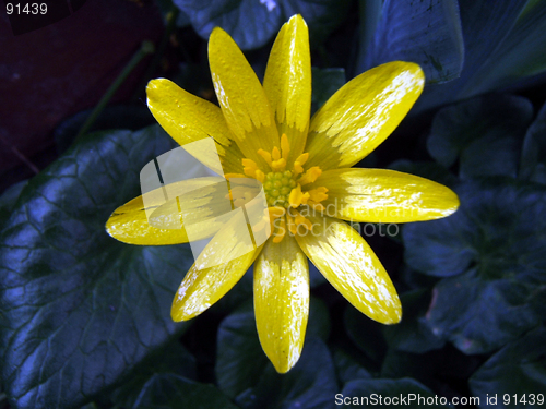 Image of yellow flower