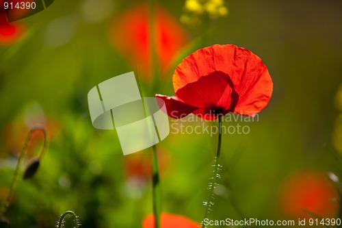 Image of Corn Poppy Flowers Papaver rhoeas