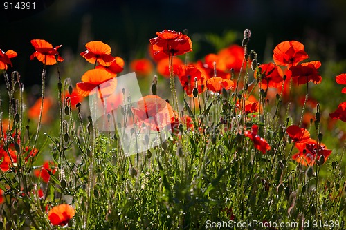 Image of Corn Poppy Flowers Papaver rhoeas