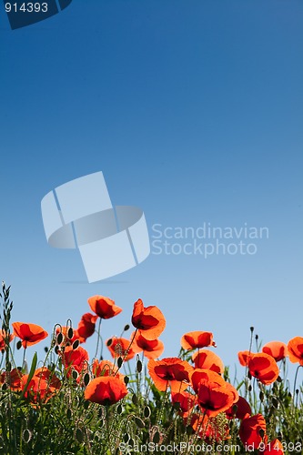 Image of Corn Poppy Flowers Papaver rhoeas