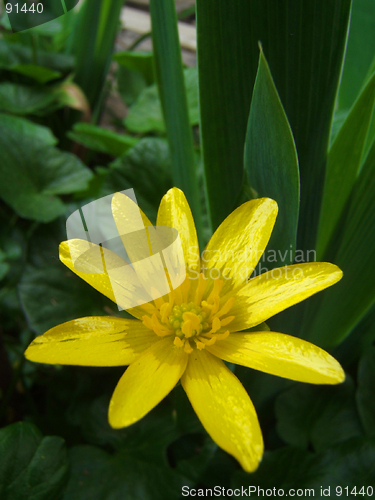 Image of yellow flower