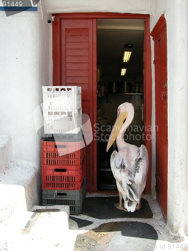 Image of Pelican intruder. Mykonos, Greece