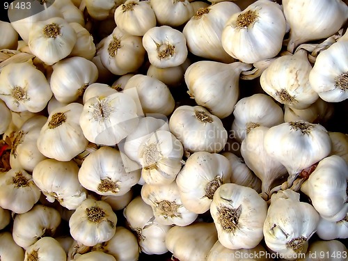 Image of Garlic