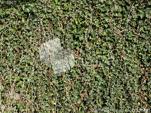 Image of Ivy