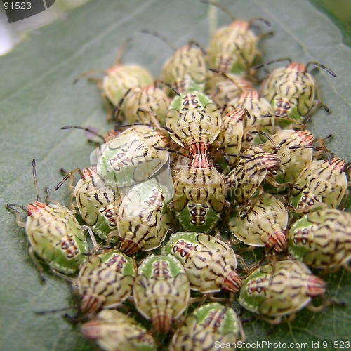 Image of Bugs