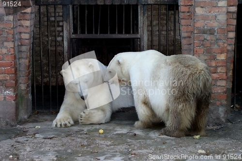 Image of Polar Bears