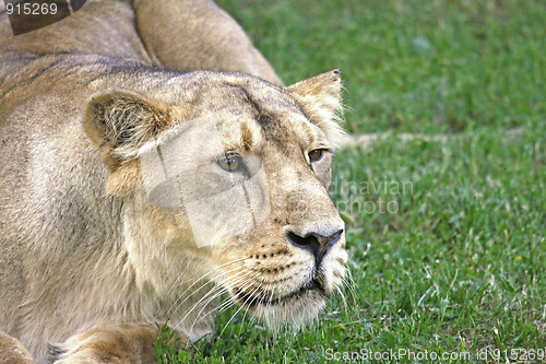 Image of Female Lion