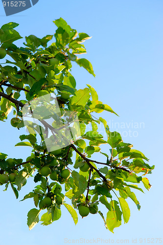 Image of Green apples