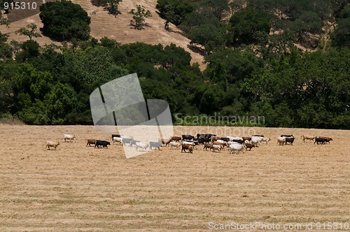 Image of Cattle