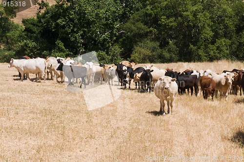 Image of Cattle