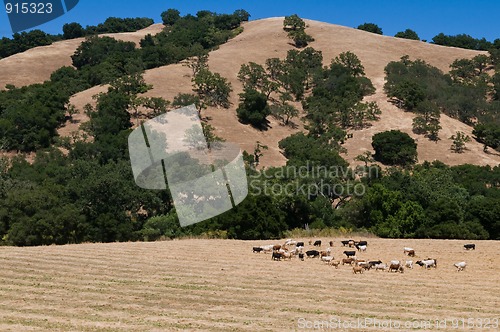 Image of Cattle