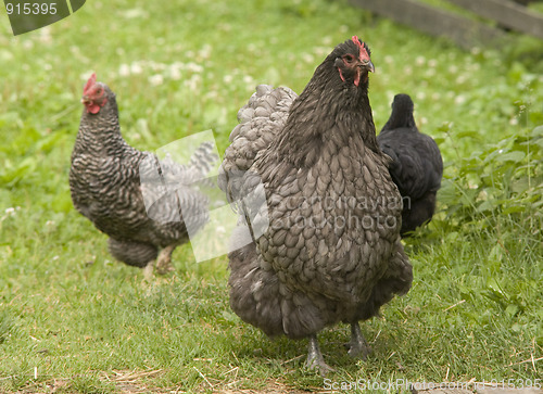 Image of Hen