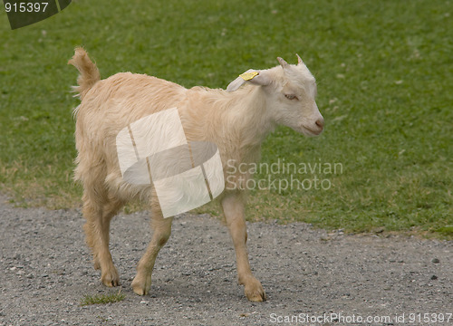 Image of Goat