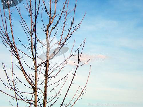 Image of tree and sky