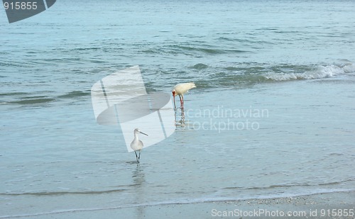 Image of birds on the beach