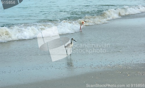 Image of birds walking on the beach