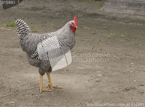 Image of Hen