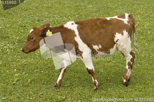 Image of Calf