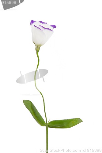 Image of white and purple flower
