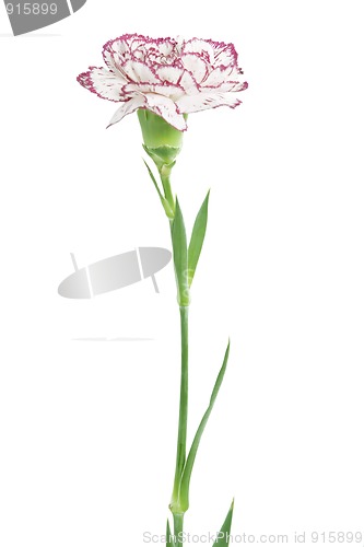 Image of white and pink blooming carnation flower