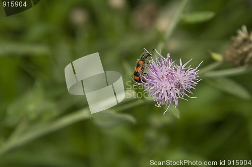 Image of red striped insect, pollinate on purple flower