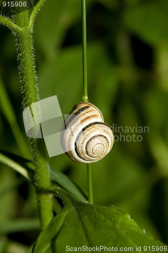 Image of snail on green plant