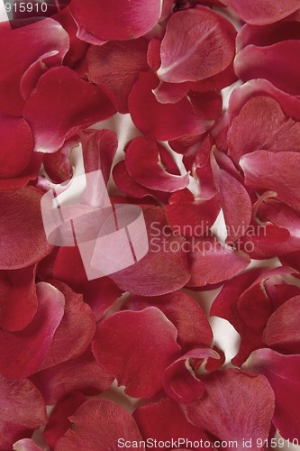 Image of red rose petals background