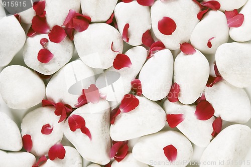 Image of red rosse petals on white pebbles