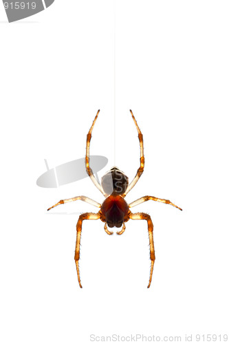 Image of spider