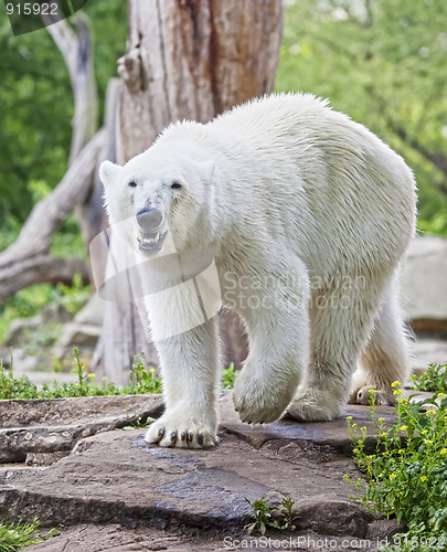 Image of ice bear