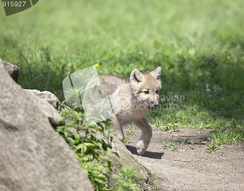 Image of wolf cub