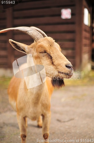 Image of Goat